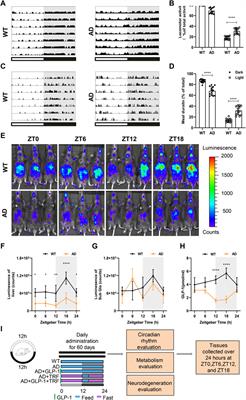 Resetting the circadian clock of Alzheimer’s mice via GLP-1 injection combined with time-restricted feeding